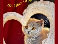1272 Katze Ein lieber Gruss  © Evas-Postkarten 1272 Katze: Für einen lieben Menschen