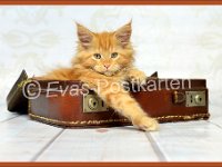 1289-Katze im Koffer  © Evas-Postkarten 1289 Katze im Koffer