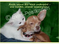 1395 Hund-und Katze  © Evas-Postkarten 1395 Wir halten zusammen