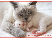 1401 Katze Kuscheln ist Balsam  © Evas-Postkarten 1401 Kuscheln ist Balsam